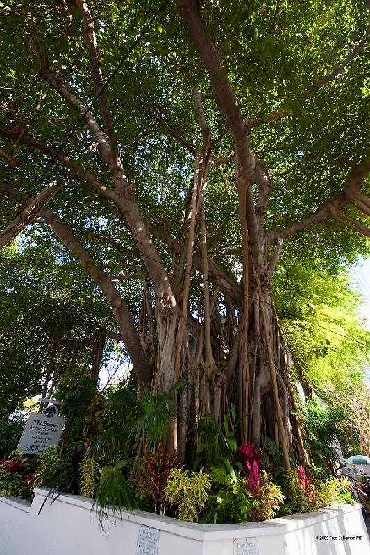 20090204_101218 D3 P1 3400x5100 srgb.jpg - The Banyon tree is a fig species. Native to India.   The largest trees are seen in India and Hawaii